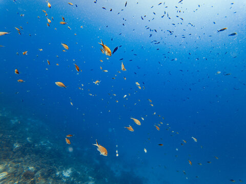 Colorful fish swim around a coral reef on a Caribbean island in a blue sea
