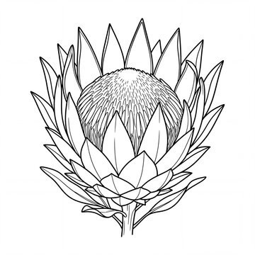 King protea flower line art botanical illustration