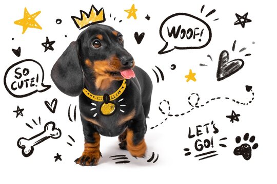 A black and tan dachshund dog stands on a white background wearing a gold collar and a doodled crown, surrounded by hand drawn stars, hearts and speech bubbles.