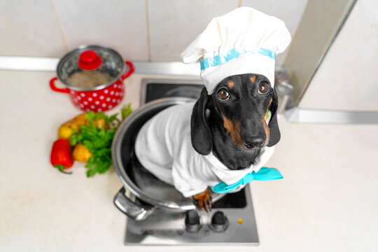 A black and tan dachshund dog wears a chef hat and apron while sitting inside a metal pot on a stovetop, surrounded by fresh vegetables, a playful concept of home cooking.