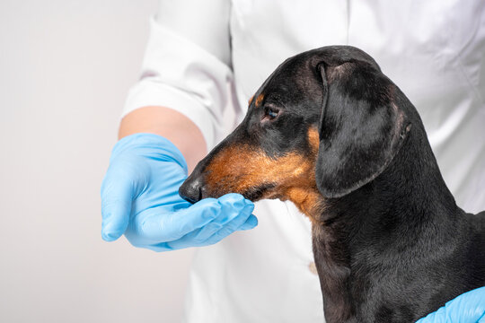 A black and tan dachshund dog leans forward to sniff the blue gloved hand of a specialist in a white coat, a trust building moment of gentle animal handling and positive reinforcement.