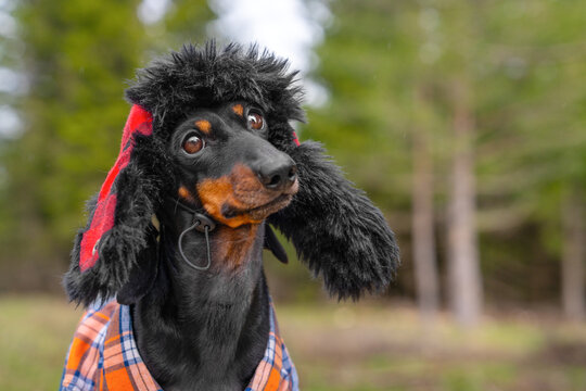 A black and tan dachshund dog wears a furry black trapper hat with red flaps and a plaid shirt while standing outdoors against a blurred forest backdrop, a funny pet costume concept.