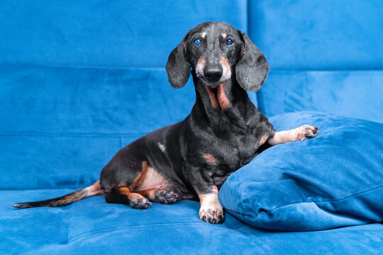 A black and tan dachshund dog with striking blue eyes rests on a blue sofa, one paw draped over a matching pillow, a cozy pet lifestyle moment at home.
