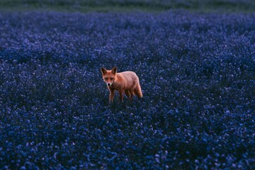 Obraz premium Fox walking through a wildflower meadow