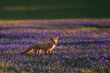 Fototapeta premium Fox walking through a wildflower meadow