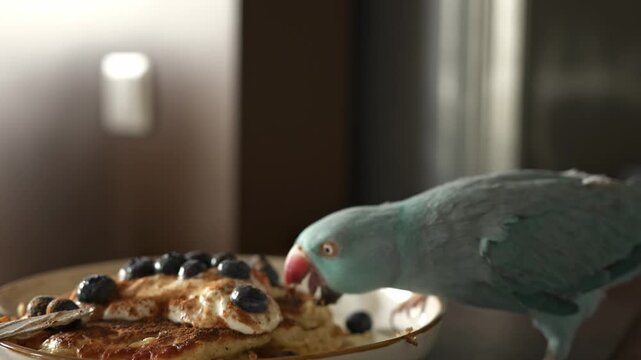 Ring-necked parakeet inspects a plate of pancakes with blueberries, showcasing its curiosity in a warm, inviting indoor environment