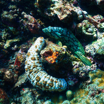 Underwater photo of a sea cucumber at a coral reef.