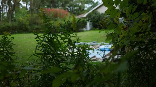 Deflated or Broken Pool Series - Old Pool As Seen from treeline