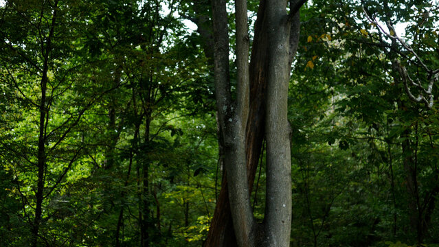 Fallen Tree Leaning in the Crook of Another Live Tree