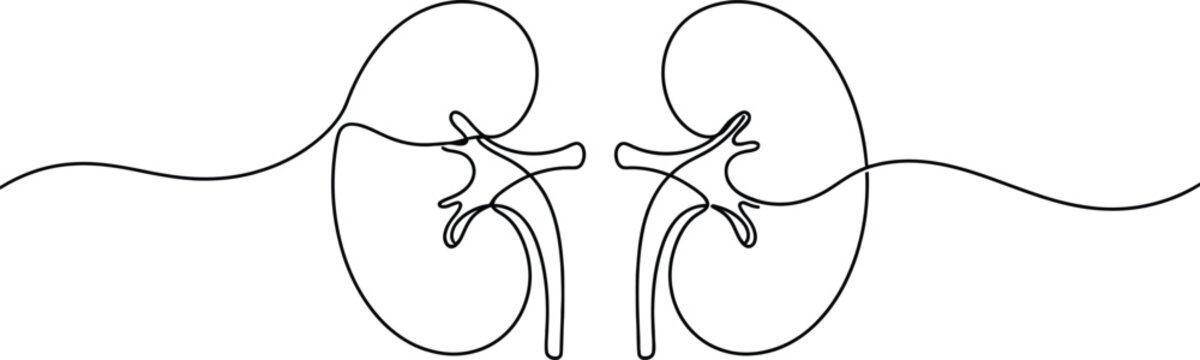Human kidney continuous line drawing