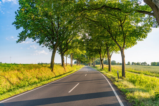Country road to village. Scenic country way and summer nature. Rural road through alley. Rural way to village in countryside. Road in countryside. Country road with trees