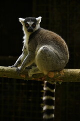 Obraz premium Ring-tailed lemur sitting on a tree branch with distinctive striped tail and bright orange eyes