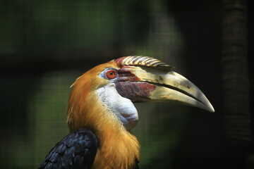 Great hornbill portrait showing distinctive casque, large bill and colorful facial features © Misbachul
