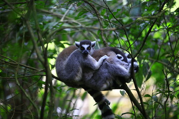 Ring-tailed lemurs resting together on tree branches in lush forest © Misbachul