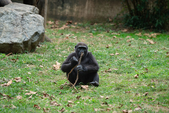 Young Ape Sitting Alone in the Grass