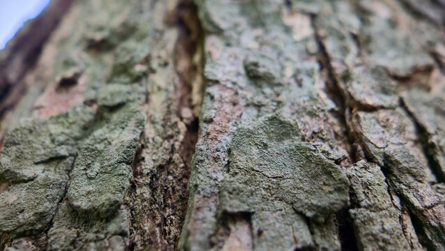 abstract close-up macro photo for background