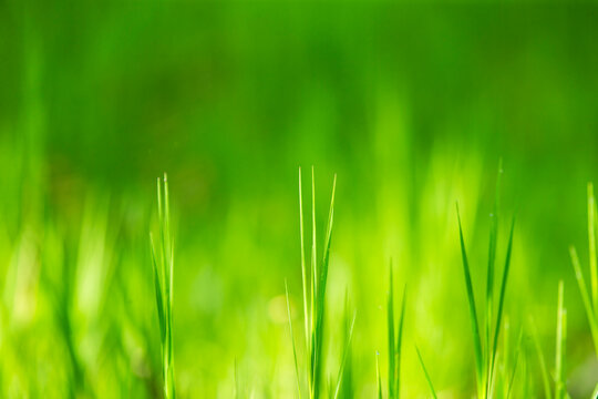 Vibrant green grass field under soft natural sunlight close up.A beautiful high-quality close-up photograph showcasing fresh, vibrant green grass blades growing in a lush meadow or lawn. 