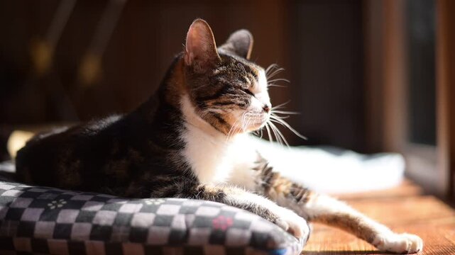 座布団の上でしっぽを振りながらひなたぼっこするキジ猫