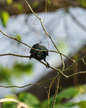 Metallic Starling, Aplonis metallica in New Ireland, Papua New Guinea