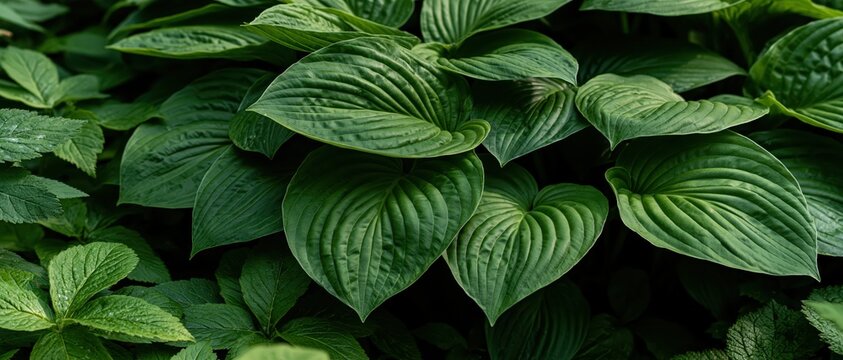 Close-up of large green hosta leaves