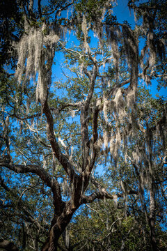 Spanish moss hangs from the spreading branches of a live oak tree against a blue sky.
