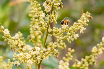 A honey bee on the flower of a longan tree (*Dimocarpus longan*). The honey bee is collecting nectar from the blooming longan flowers. © Semoga