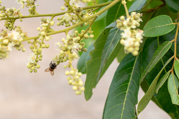A honey bee on the flower of a longan tree (*Dimocarpus longan*). The honey bee is collecting nectar from the blooming longan flowers. © Semoga