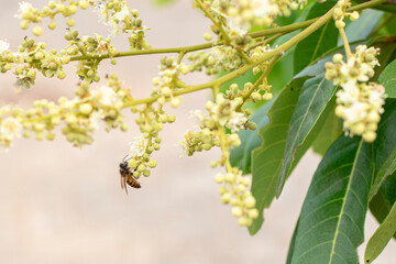 A honey bee on the flower of a longan tree (*Dimocarpus longan*). The honey bee is collecting nectar from the blooming longan flowers. © Semoga