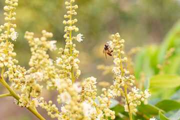 A honey bee on the flower of a longan tree (*Dimocarpus longan*). The honey bee is collecting nectar from the blooming longan flowers. © Semoga