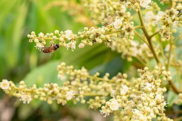 A honey bee on the flower of a longan tree (*Dimocarpus longan*). The honey bee is collecting nectar from the blooming longan flowers. © Semoga