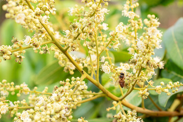 A honey bee on the flower of a longan tree (*Dimocarpus longan*). The honey bee is collecting nectar from the blooming longan flowers. © Semoga