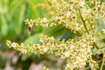 A honey bee on the flower of a longan tree (*Dimocarpus longan*). The honey bee is collecting nectar from the blooming longan flowers. © Semoga