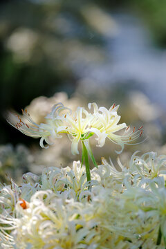 White Spider Lilies Blooming with Soft Bokeh Background in Japan