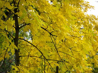 Golden leaves surrounding the trunk of an autumn tree © Tilahun