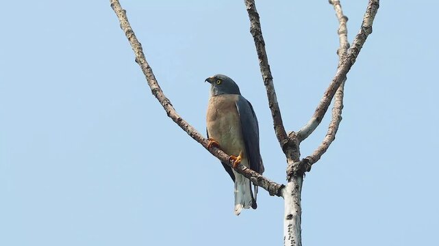 Wild hawk perched on a bare tree branch against a clear blue sky