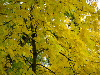 Golden autumn tree canopy with trunk and glimpses of sky © Tilahun