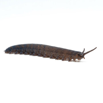 Velvet worm (Onychophora) crawling on a plain white background, side profile macro shot of the rare invertebrate with stumpy legs and antennae.