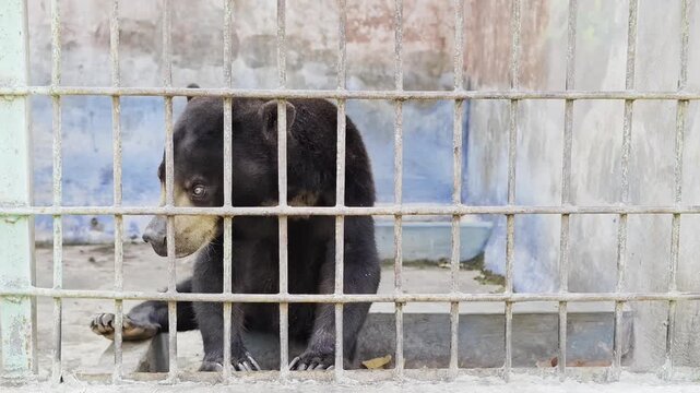 Captive sun bear sitting behind metal bars in a zoo enclosure