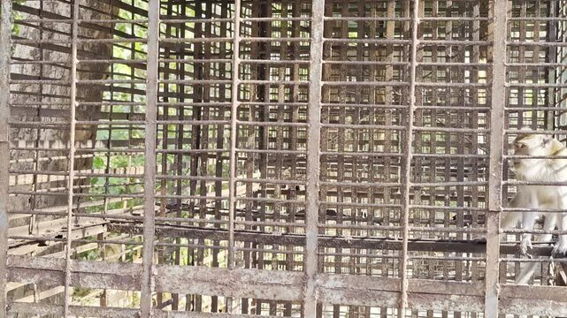 Captive monkey pacing back and forth inside a rusty metal cage