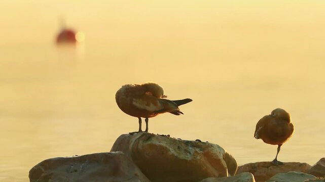 Wild ducks resting on rocks by the water during a peaceful foggy golden hour sunrise