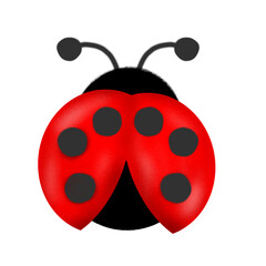 ladybug © Ning