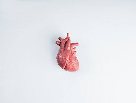 Anatomical human heart model isolated on clean white background, representing cardiovascular health, cardiology, circulation, medical education, clinical research and heart anatomy concepts.
