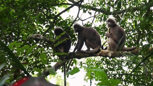 Low-angle medium static shot showing three dusky leaf monkeys seated in a row along a horizontal jungle branch, actively engaging in mutual allogrooming within the dense green canopy.