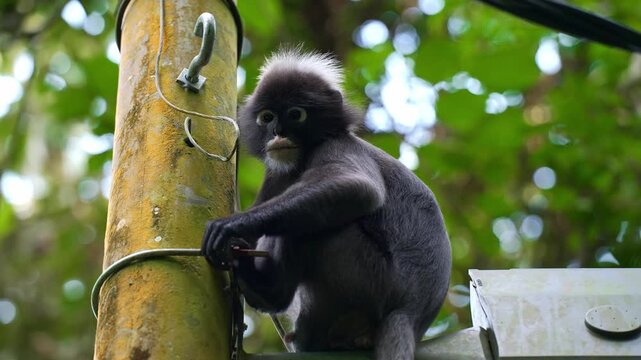 Medium static shot capturing a dusky leaf monkey holding onto a utility wire against a mossy concrete pole, turning its head to stare directly into the camera lens.