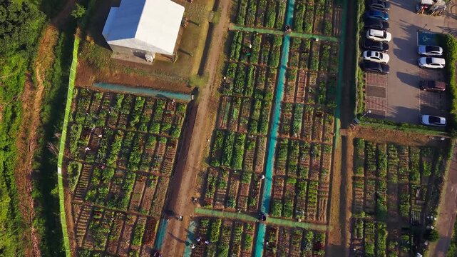 Overhead aerial view tracking along Cheongnyong community garden in Seocho gu, Seoul, South Korea, past leased vegetable plots, white canopy tents, small pond and parked cars