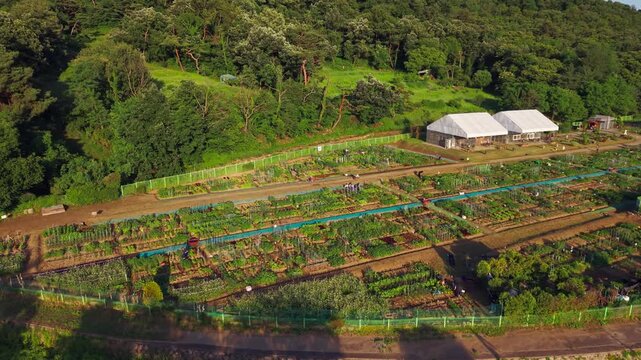 Aerial view approaching Cheongnyong community farm in Seocho gu, Seoul, South Korea, where people tend leased vegetable plots of leafy greens and staked crops in morning light