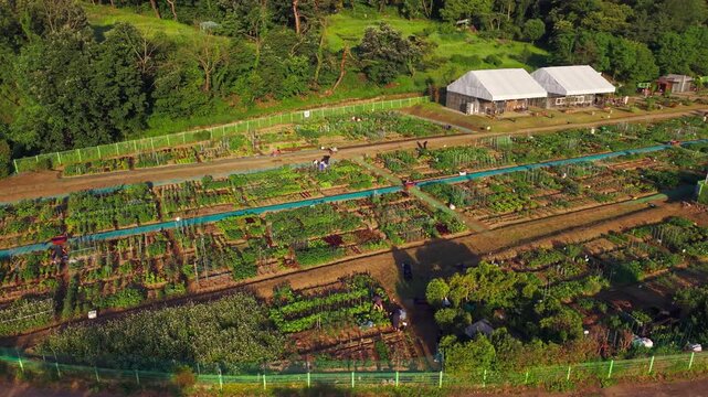 Aerial view tracking right across Cheongnyong community garden in Seocho gu, Seoul, South Korea, where people weed and harvest dense rows of vegetables in warm morning light