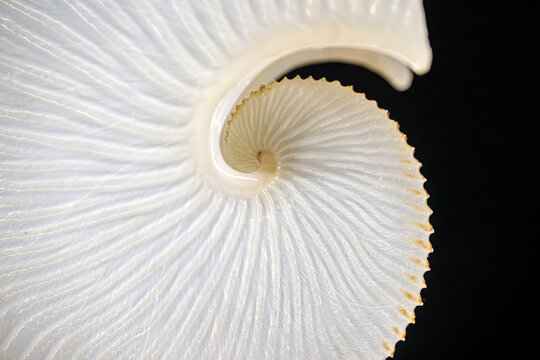 Nautilus shell spiral