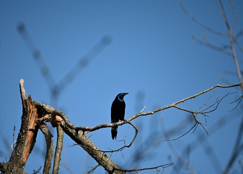 common grackle on a branch