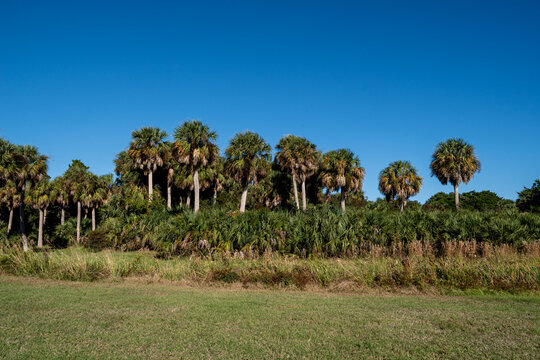 A stand of coastal palm trees rises above dense native vegetation beneath an expansive blue sky.